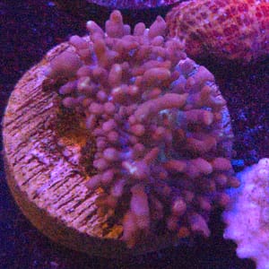 Blueish Purple Hairy Mushroom