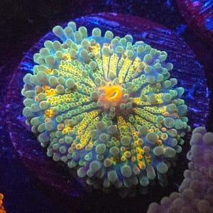 Blue, Yellow, and Orange Yuma Mushroom