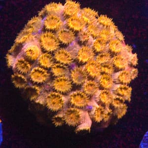 Orange Cyphastrea