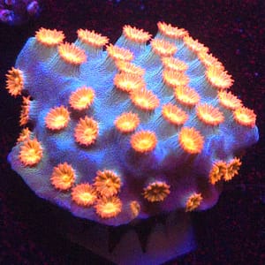 Meteor Shower Cyphastrea