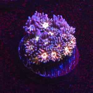 Pink and Orange Gonipora