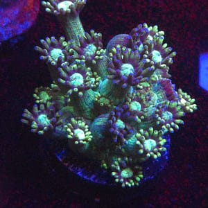Green Gonipora