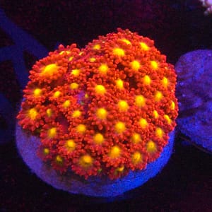 Hellscape Micro Gonipora