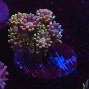 Green, Orange and Pink Gonipora
