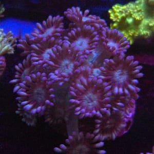 Pink and Green Gonipora