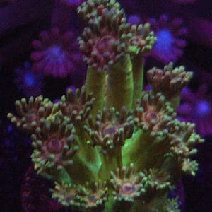 Green and Pink Gonipora