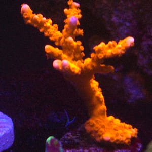 Orange Branching Montipora
