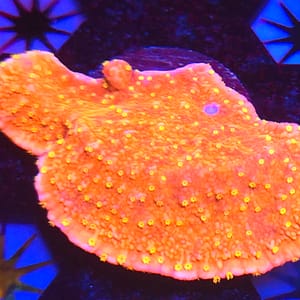 Orange Montipora