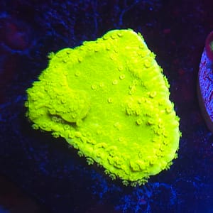 Neon Green Montipora