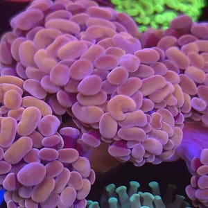 Pink and Gold Hammer