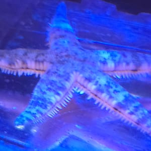 Sand Shifting Starfish