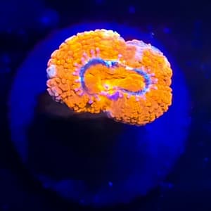 Orange and Blue Acan