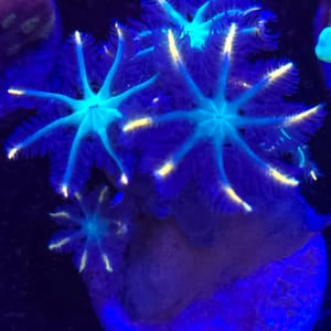Firework Clove Polyps