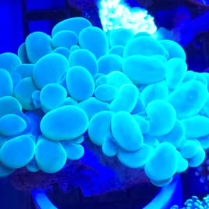 Green Bubble Coral