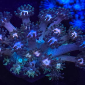 Rainbow Gonipora