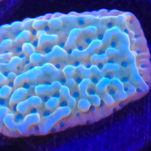 Jason Fox Beach Bum Montipora