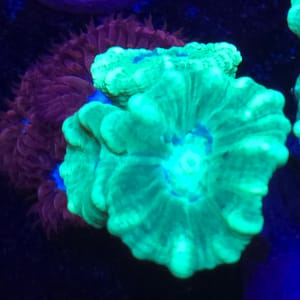 Kryptonite Candy Cane