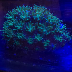 Sonic The Hedgehog Galaxia