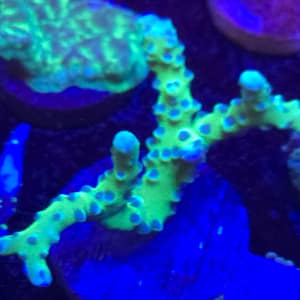 Green Acropora