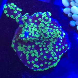 Green and Purple Branching Montipora