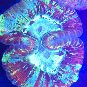 Light Green and Burgundy Welso