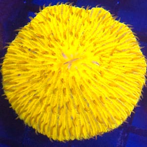 Orange Plate Coral