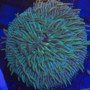 Green Plate Coral