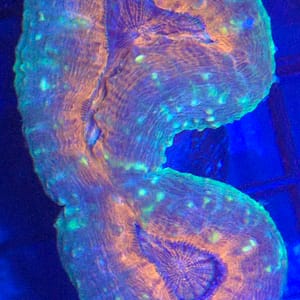 Orange and Green Lobophyllia