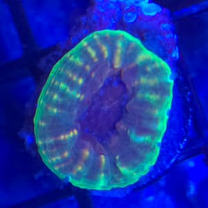 Green Lobophyllia