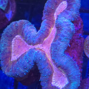 Pink and Blue Lobophyllia