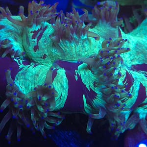 Medium Elegance Coral