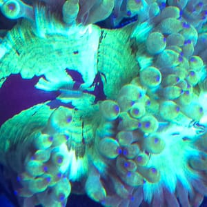 Small Elegance Coral