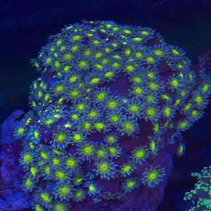 Monster Inc Gonipora