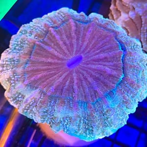 Acanthophyllia