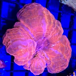 Indophyllia