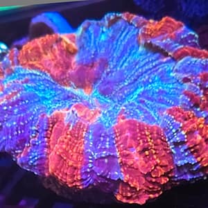 Acanthophyllia