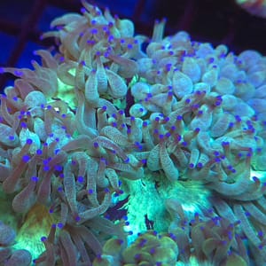 Large Elegance Coral