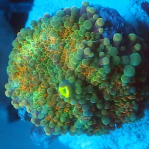 Blue, Yellow, and Orange Yuma Mushroom