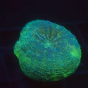 Lobophyllia