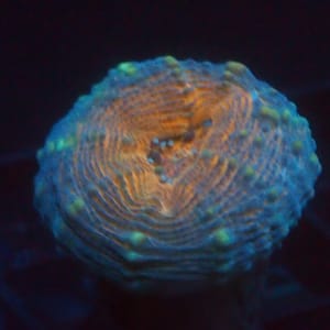 Lobophyllia