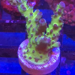 Green Tort