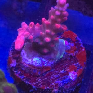 Fruity Pebbles Acropora
