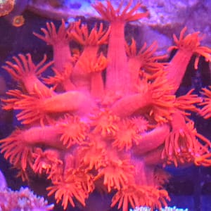 LR Pink Panther Gonipora