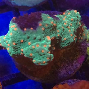 Chili Pepper Montipora