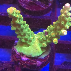 Yellow Jaw Dropper Acropora
