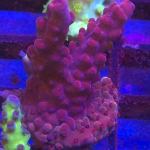 Jason Fox Fox Flame Acropora