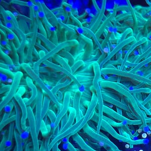 Bicolored Green Torch