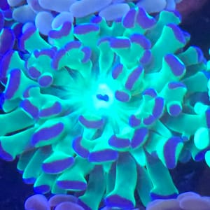 Western Aussie Hammer