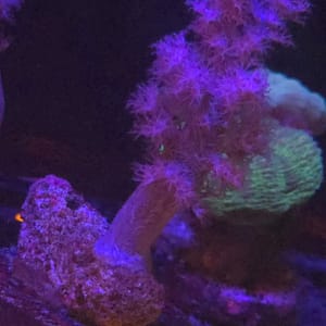 Ecc Koji Wada Pink Nephthea