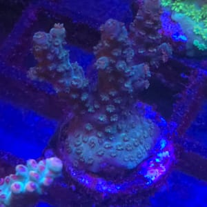 Acropora
